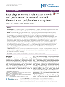 Rac1 plays an essential role in axon growth