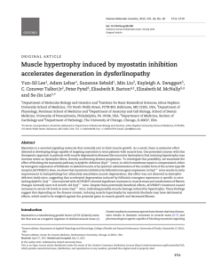 Muscle hypertrophy induced by myostatin inhibition accelerates degeneration in dysferlinopathy