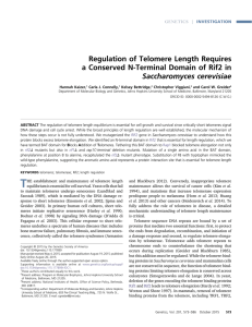 Regulation of Telomere Length Requires Saccharomyces cerevisiae