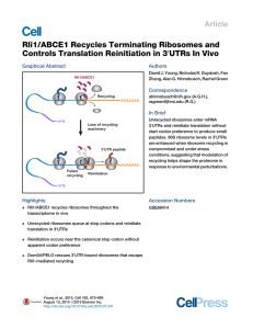Rli1/ABCE1 Recycles Terminating Ribosomes and Controls Translation Reinitiation in 3 Article