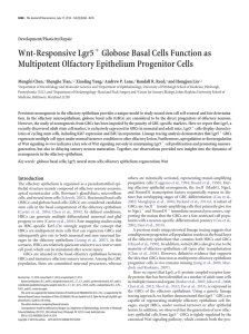 Wnt-Responsive Lgr5 Globose Basal Cells Function as Multipotent Olfactory Epithelium Progenitor Cells ⫹