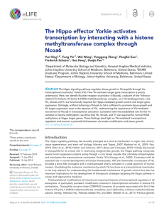 The Hippo effector Yorkie activates transcription by interacting with a histone