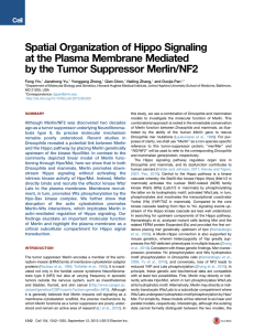 Spatial Organization of Hippo Signaling at the Plasma Membrane Mediated