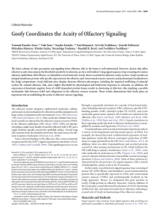 Goofy Coordinates the Acuity of Olfactory Signaling