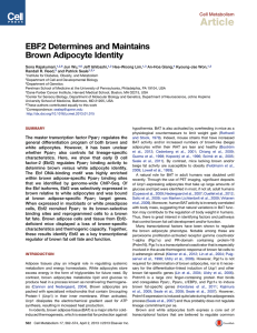 Article EBF2 Determines and Maintains Brown Adipocyte Identity Cell Metabolism