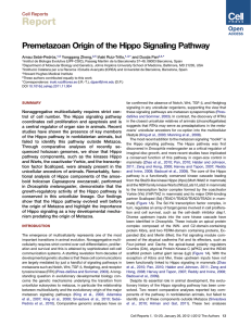 Report Premetazoan Origin of the Hippo Signaling Pathway Cell Reports