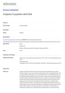Calpain 8 peptide ab41354 Product datasheet Overview Product name