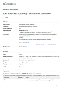 Anti-ARHGEF4 antibody - N-terminal ab171006 Product datasheet 1 Image