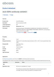 Anti-USP6 antibody ab56431 Product datasheet 1 Abreviews 1 Image