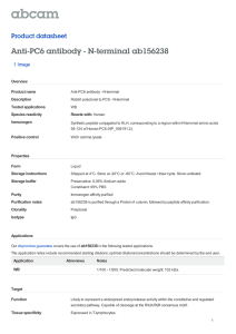 Anti-PC6 antibody - N-terminal ab156238 Product datasheet 1 Image Overview