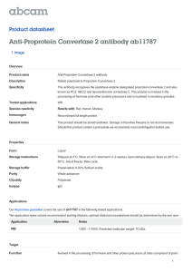 Anti-Proprotein Convertase 2 antibody ab11787 Product datasheet 1 Image Overview