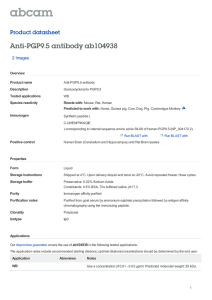 Anti-PGP9.5 antibody ab104938 Product datasheet 2 Images