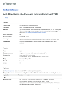 Anti-Neprilysin-like Protease beta antibody ab59449
