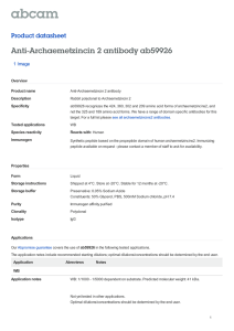 Anti-Archaemetzincin 2 antibody ab59926 Product datasheet 1 Image Overview
