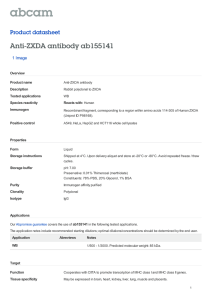 Anti-ZXDA antibody ab155141 Product datasheet 1 Image Overview