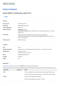 Anti-ZXDC antibody ab81373 Product datasheet 1 Image
