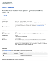 GATA3 293T Transfected Lysate - (positive control) ab94325