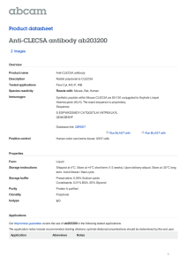 Anti-CLEC5A antibody ab203200 Product datasheet 2 Images Overview