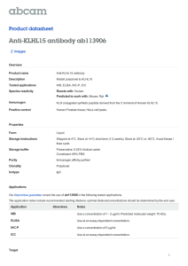 Anti-KLHL15 antibody ab113906 Product datasheet 2 Images