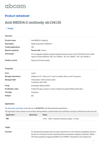 Anti-NEDD4-2 antibody ab124125 Product datasheet 1 Image Overview