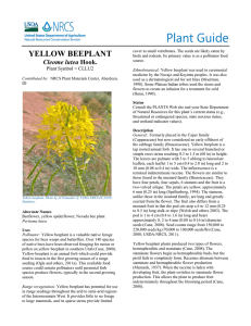 Plant Guide YELLOW BEEPLANT