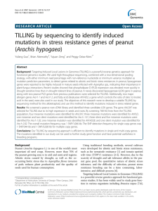 TILLING by sequencing to identify induced (Arachis hypogaea)
