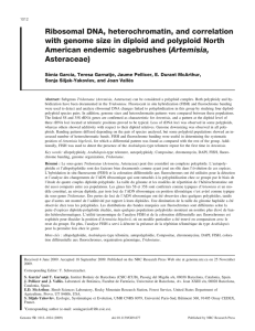 Ribosomal DNA, heterochromatin, and correlation Artemisia,