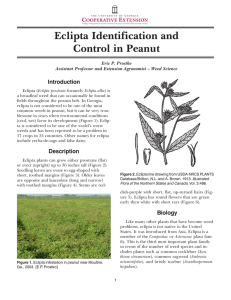 Eclipta Identification and Control in Peanut Introduction Eric P. Prostko