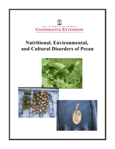 Nutritional, Environmental, and Cultural Disorders of Pecan