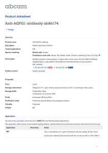 Anti-AGFG1 antibody ab86174 Product datasheet 1 Image