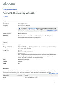 Anti-MARCO antibody ab102124 Product datasheet 1 Image