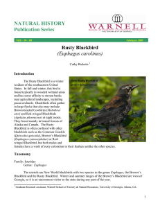 NATURAL HISTORY Publication Series Rusty Blackbird