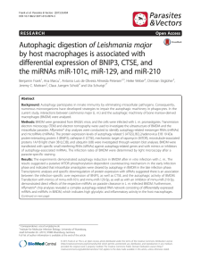 of Leishmania major Autophagic digestion by host macrophages is associated with