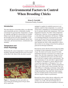 Environmental Factors to Control When Brooding Chicks Brian D. Fairchild Introduction