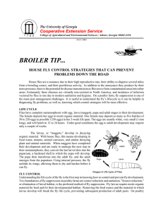 BROILER TIP... Cooperative Extension Service HOUSE FLY CONTROL STRATEGIES THAT CAN PREVENT
