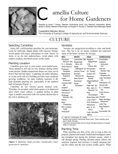 C amellia Culture for Home Gardeners