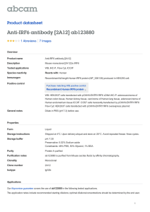 Anti-IRF6 antibody [2A12] ab123880 Product datasheet 1 Abreviews 7 Images