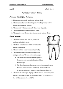 Permanent mand. Molars Principal identifying features:
