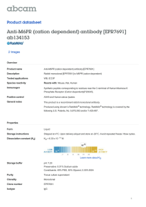 Anti-M6PR (cation dependent) antibody [EPR7691] ab134153
