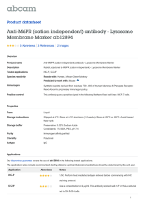 Anti-M6PR (cation independent) antibody - Lysosome Membrane Marker ab12894