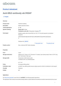 Anti-SELS antibody ab190247 Product datasheet 2 Images