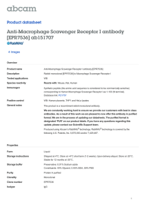 Anti-Macrophage Scavenger Receptor I antibody [EPR7536] ab151707