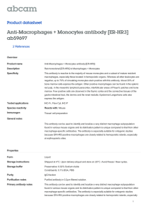 Anti-Macrophages + Monocytes antibody [ER-HR3] ab59697