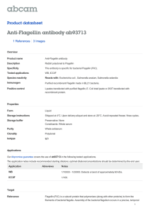 Anti-Flagellin antibody ab93713 Product datasheet 1 References 3 Images