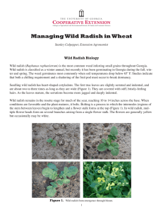 Managing Wild Radish in Wheat Wild Radish Biology