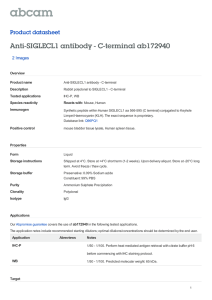 Anti-SIGLECL1 antibody - C-terminal ab172940 Product datasheet 2 Images Overview