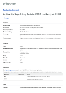 Anti-Actin Regulatory Protein CAPG antibody ab89511