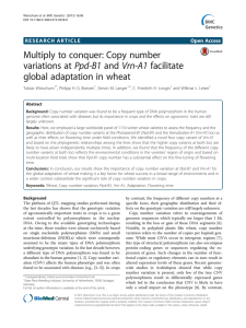 Multiply to conquer: Copy number variations at Ppd-B1 and Vrn-A1 facilitate