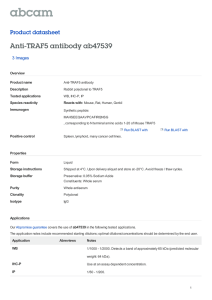 Anti-TRAF5 antibody ab47539 Product datasheet 3 Images Overview