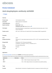 Anti-Amphiphysin antibody ab96508 Product datasheet 2 Images